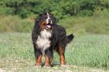 BOUVIER BERNOIS 084